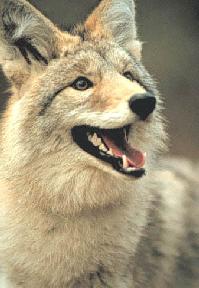 Native Ridgewood Animal Life – Ridgewood Neighborhood Association